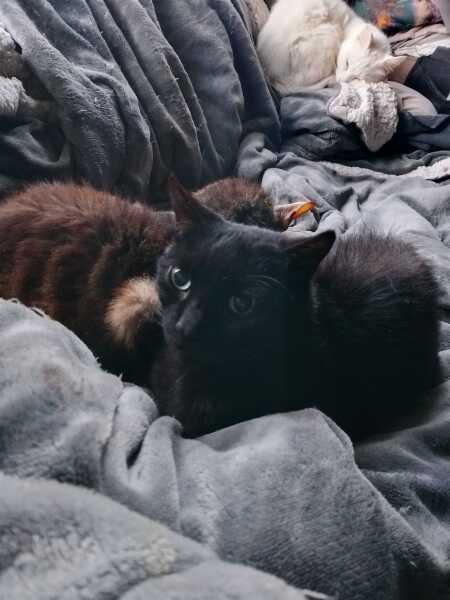 The Excellent Cats welcome the new year by planning an expedition in search of 'She who must not be named'
