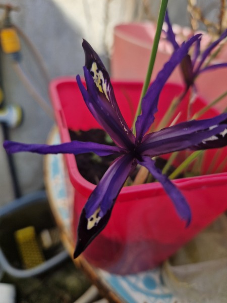 Spring has sprung. Bulb watch