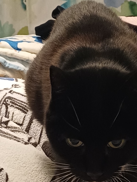 The Bluestocking, where the cheese is plentiful and the Champagne is on Boiledbeetle