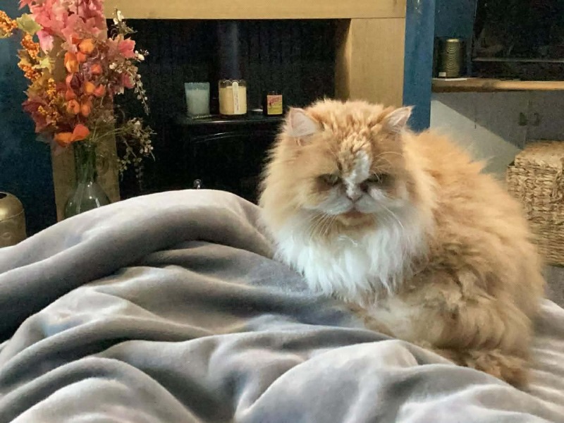 Thread 42 Starmer : Du drikker en kop te, og så tænker du lidt over alting