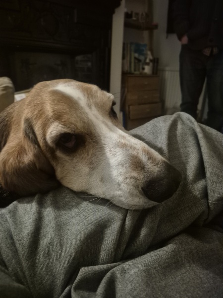 Dog is mourning the children leaving post Christmas