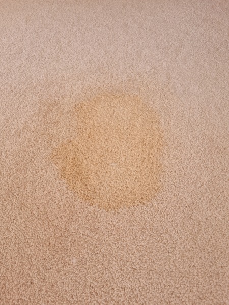 Carpet stain. I just keep making it worse.