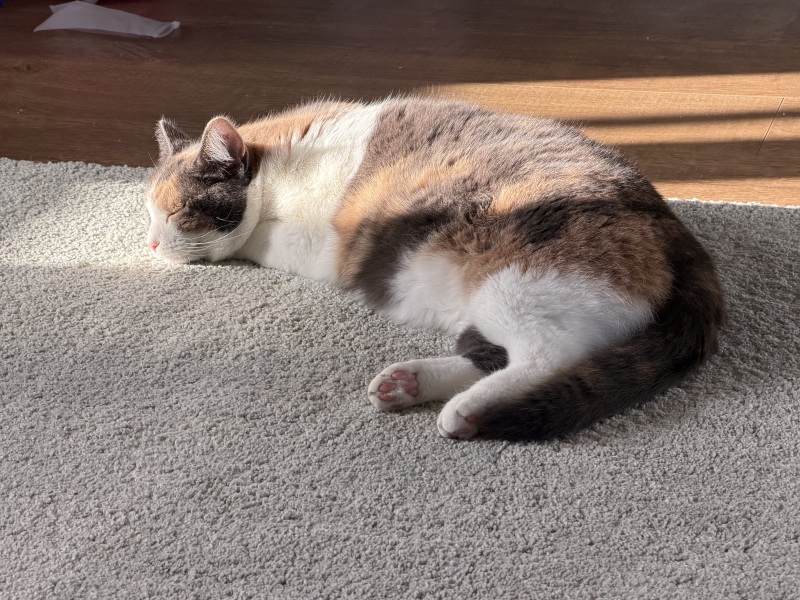 My chunky girl is on a diet