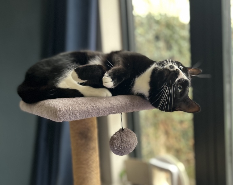 Are your cats training for any careers?