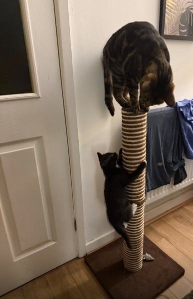 Fear free kitten.