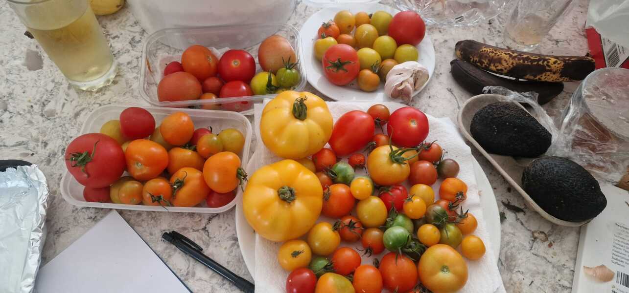 What tomatoes do you grow?
