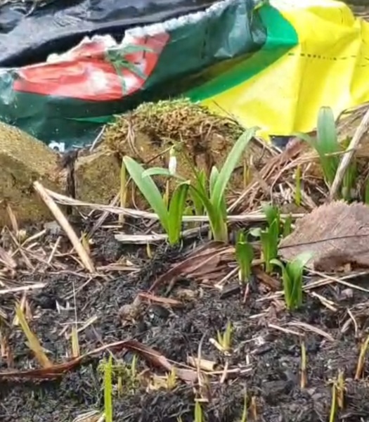 What have you done in the garden today? Part 7