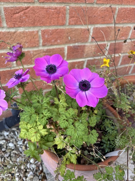 What are these flowers please? And do they usually bloom twice a year?