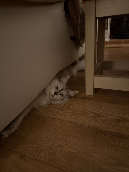 Are your cats training for any careers?