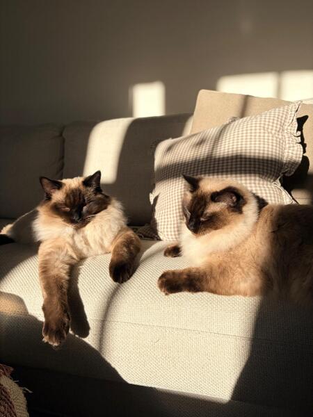 Ragdoll waking me up!