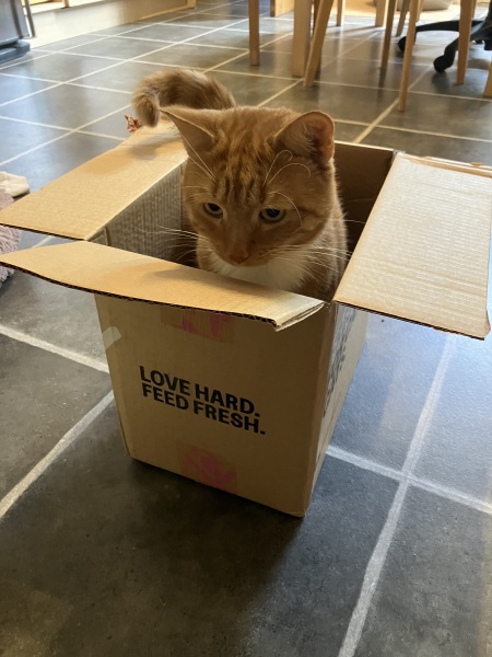 Adopting older kittens