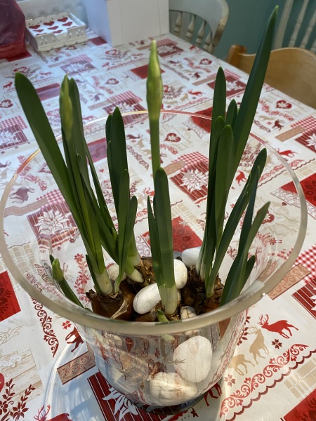 Poncetastic Christmas 2025