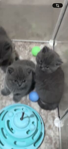 Kitten cuteness