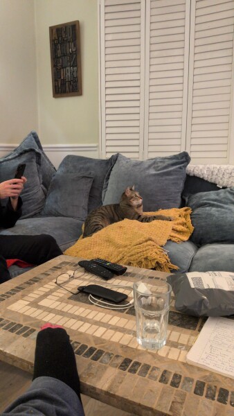 My cat watches TV!