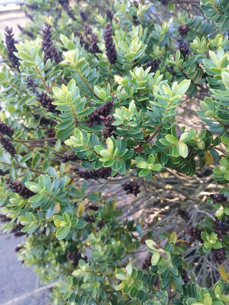 Shrub/bush I'd please!