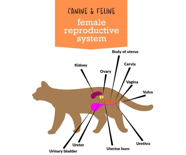 Women and anyone with a cervix