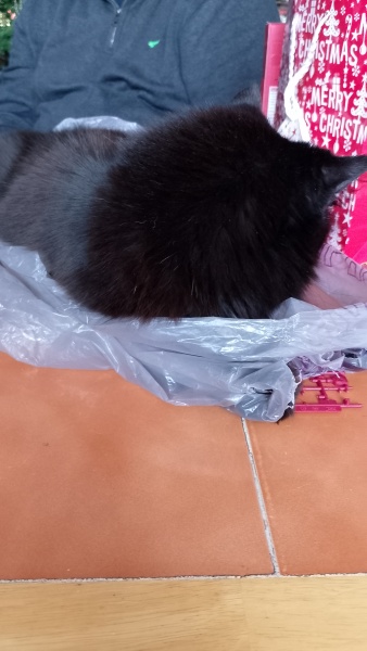 Where does you cat sleep at night?