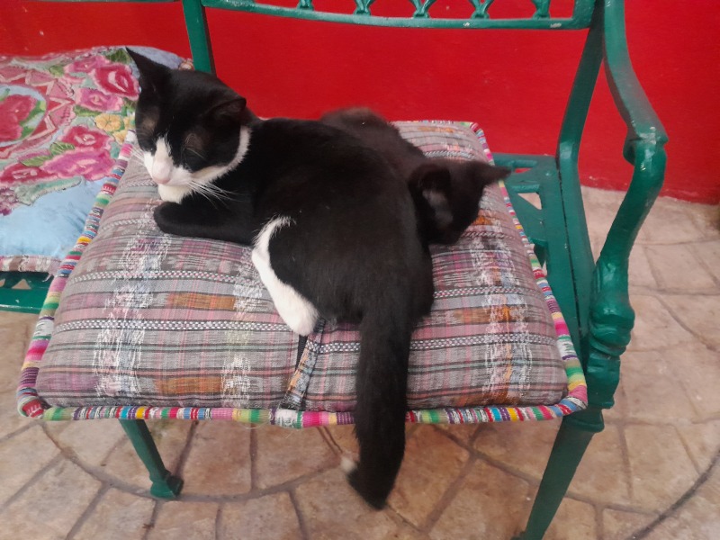 The Excellent Cats welcome the new year by planning an expedition in search of 'She who must not be named'