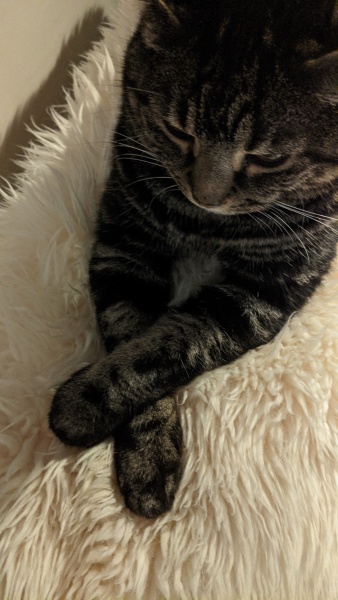 Are your cats training for any careers?
