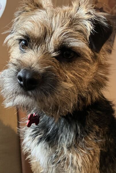 Border Terrier grooming question