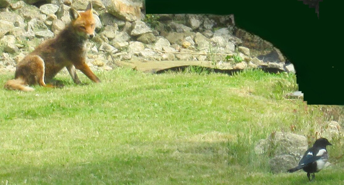 The Bluestocking Boxing Day sale: 1 gerbil for the price of 2