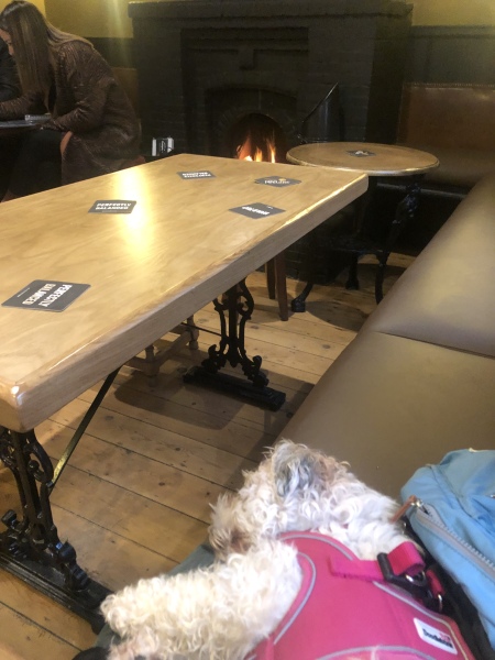 Adopted dog and holiday