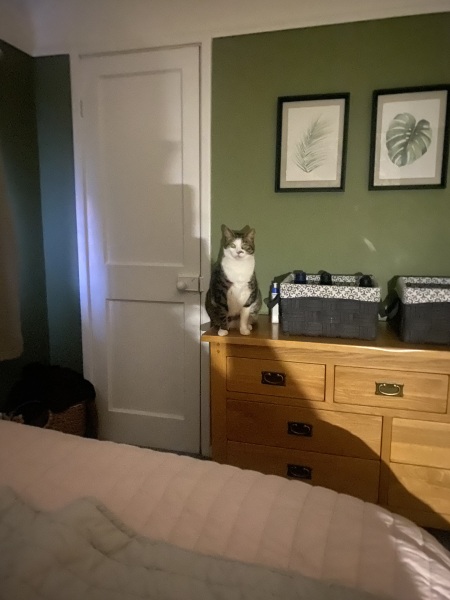 Are your cats training for any careers?