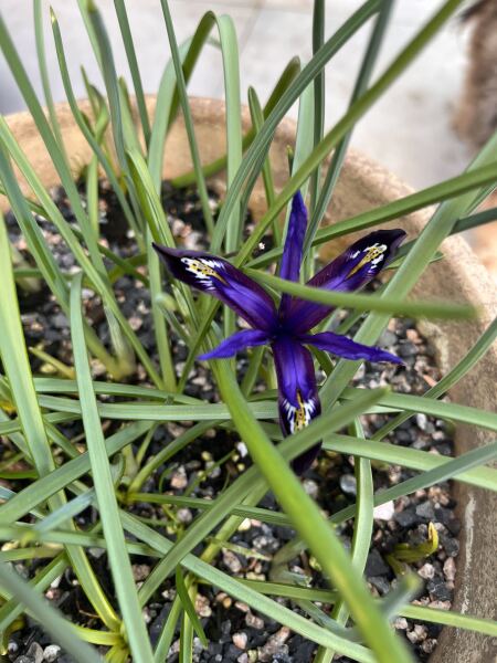 Spring has sprung. Bulb watch