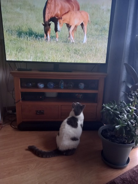 My cat watches TV!