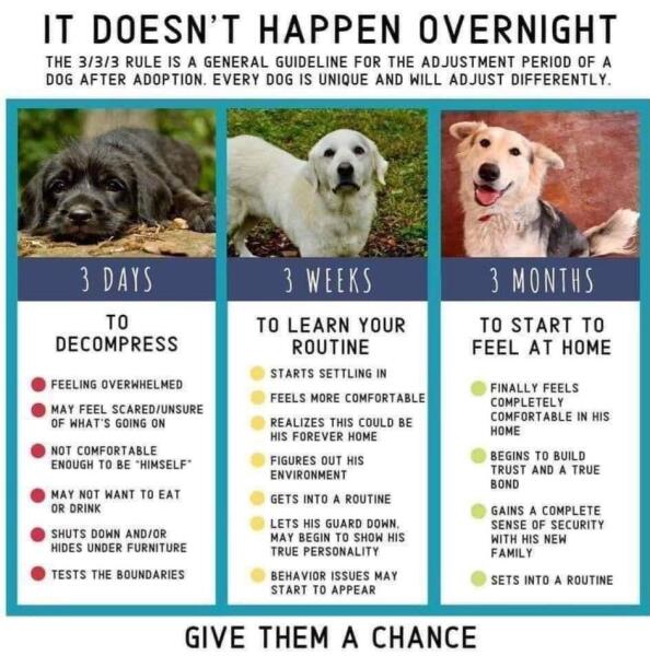 To feel that soon , dog ownership will just be  for the well off? And thats not fair.