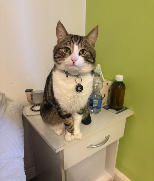 Are your cats training for any careers?