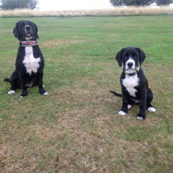 Springador advice please