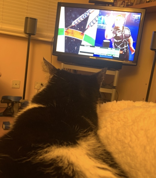 My cat watches TV!