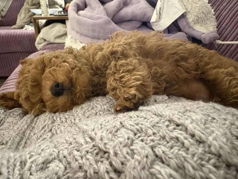Crate training- is it worth it?