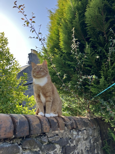 Getting a new cat-advice please (especially if you have DC)