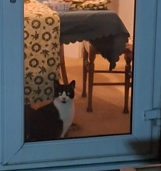 To not get the problem with fireworks and pets