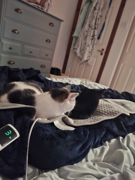 New kitten, resident cat not happy