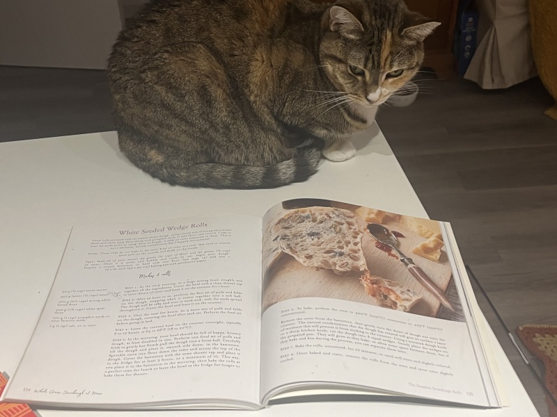 Are your cats training for any careers?
