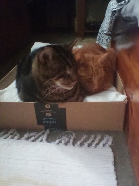 Are your cats training for any careers?