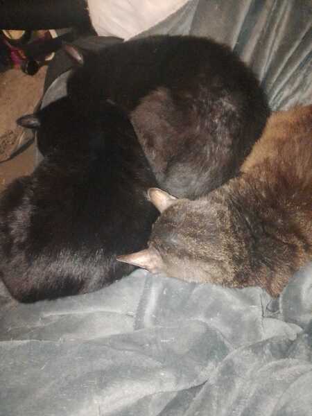 The Excellent Cats welcome the new year by planning an expedition in search of 'She who must not be named'