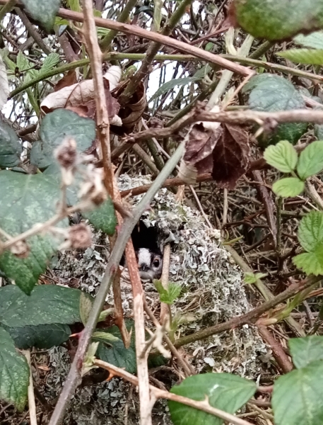 The Bluestocking Women’s Pub: definitely full of ludicrous halfwits who refuse to get a grip (with unionised gerbils)