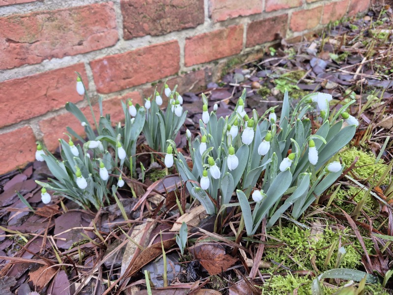 The Bluestocking, where the cheese is plentiful and the Champagne is on Boiledbeetle