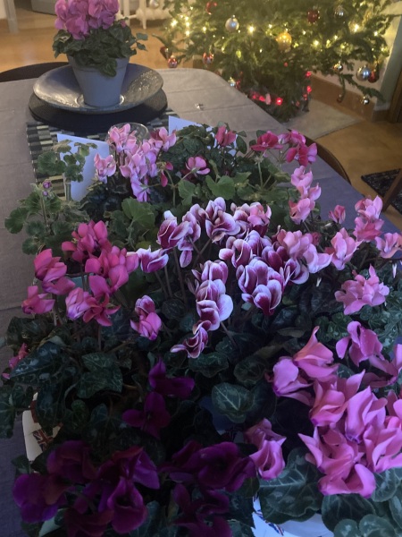 The Nigel Slater Christmas Chronicles Readalong 2025 - Part 3