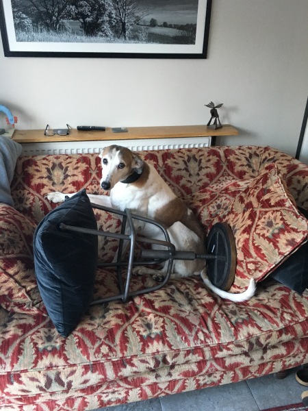 Must greyhounds sleep on sofas?