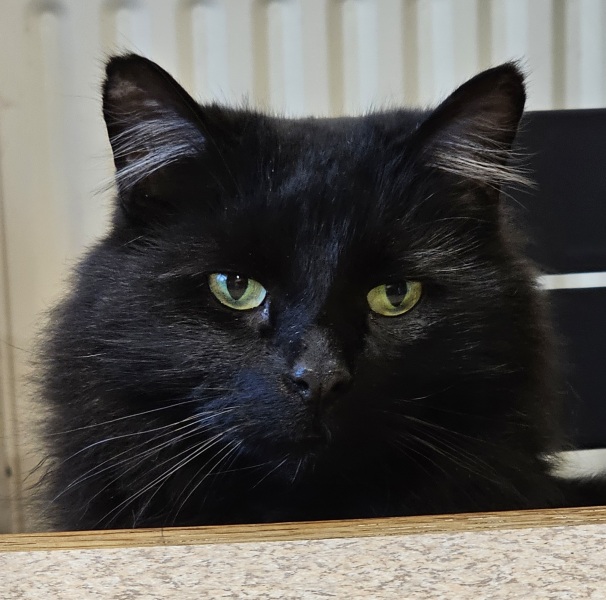 Are your cats training for any careers?