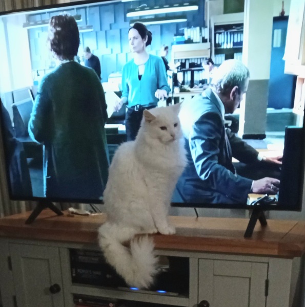 Are your cats training for any careers?