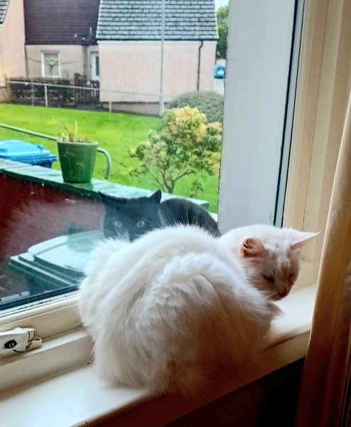 Are your cats training for any careers?