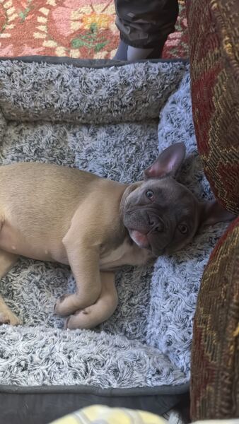 Puppy biting