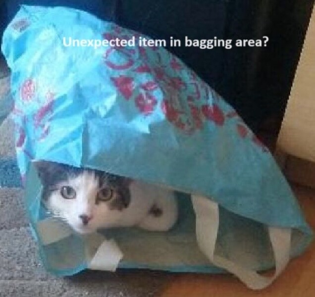 Are your cats training for any careers?