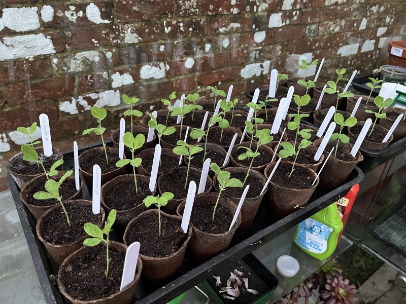 The potting shed: sheltering from the rain and musing about the garden
